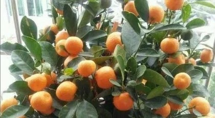 金桔树的家庭养护方法（打造健康可口的金桔果实）3