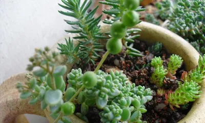 Care Guide for Potted Epiphyllum oxypetalum (Learn the Growth Characteristics of Epiphyllum oxypetalum to Master盆栽 Techniques Easily)