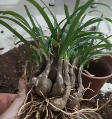 Can Dieffenbachia survive without roots? (Exploring the growth and care of Dieffenbachia)