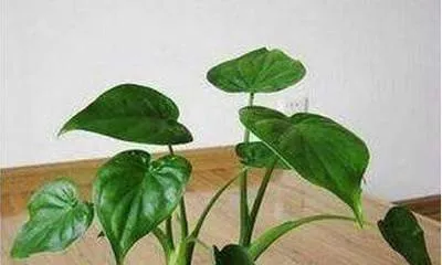 Can Dīshuǐ Guānyīn survive without roots? (Exploring the growth and maintenance of Dīshuǐ Guānyīn)