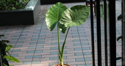 Can Dīshuǐ Guānyīn survive without roots? (Exploring the growth and maintenance of Dīshuǐ Guānyīn)