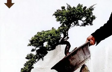 How to Choose the Right Pots for a Terrarium (Selecting suitable plants for cultivation based on the requirements of a terrarium to make the landscape more perfect)