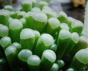 Growing and Caring for Lucky Star Succulents (Creating a Green Happy Garden - The Ultimate Guide to Lucky Star Succulent Care)