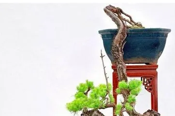 How to choose the right potted plant to create cliff bonsai (based on the requirements of cliff bonsai, select suitable potted plants for growth to make the landscape more perfect)2
