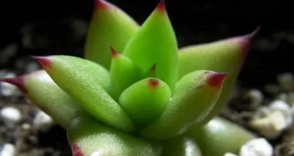 Planting and Care of Lucky Star Succulent (Creating a Green Garden of Happiness - A Complete Guide to Lucky Star Succulent Care) 2