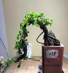 How to choose the right potted plant to create cliff bonsai (based on the requirements of cliff bonsai, select suitable potted plants for growth to make the landscape more perfect)3