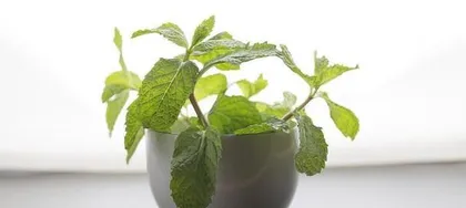 Can mint cuttings survive? - Exploring the secrets of mint growth (from cutting methods to care techniques, comprehensively analyzing the key factors in mint growth)
