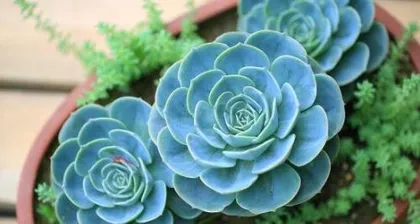 Planting and Care of Lucky Star Succulent (Creating a Green Garden of Happiness - A Complete Guide to Lucky Star Succulent Care) 3