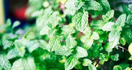 Can mint cuttings survive? — Exploring the secrets of mint growth (from propagation methods to care techniques, a comprehensive analysis of the key to mint growth) 2