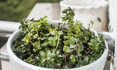 Can mint cuttings survive? — Exploring the secrets of mint growth (from propagation methods to care techniques, a comprehensive analysis of the key to mint growth) 3