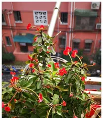 A Complete Guide to Water Jasmine Cultivation (From Selection to Maintenance, Teaching You Step-by-Step to Create a Water Jasmine Garden)