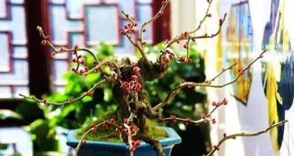 Water Plum Flower Complete Guide (From Selection to Care, Teaching You Step-by-Step How to Create a Water Plum Flower Garden)2