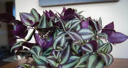 Water Plum Flower Complete Guide (From Selection to Care, Teaching You Step-by-Step How to Create a Water Plum Flower Garden)3