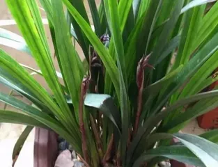 How to solve the problem of Dendrobium candidum leaves turning yellow? (Care tips for Dendrobium candidum and diagnosis of common diseases)