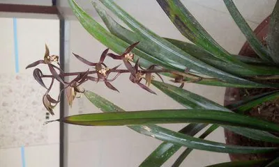 How to solve the problem of yellowing Cymbidium leaves? (Care techniques and common disease diagnosis of Cymbidium)2