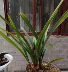 How to solve the problem of yellowing Cymbidium leaves? (Care techniques and common disease diagnosis of Cymbidium)3