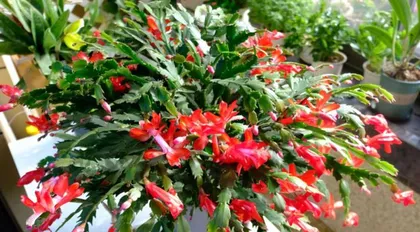 Cattleya Care Tips for Indoor Winter Maintenance (Enjoying the beauty of cattleya in winter—the secret to cattleya blooming in winter)