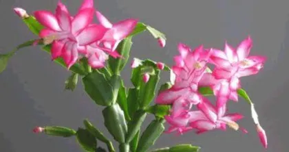 Christmas Cactus Winter Indoor Care Tips (Enjoy the beauty of Christmas cactus even in winter - The secret to Christmas cactus blooming in winter) 2