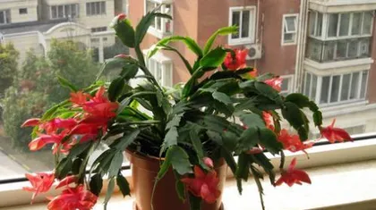 Christmas Cactus Winter Indoor Care Tips (Enjoy the beauty of Christmas cactus even in winter - The secret to Christmas cactus blooming in winter) 3