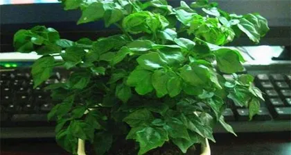 Planting and Caring for Lucky Trees (From Planting to Growth, Teaching You to Create Your Own Lucky Tree) 2