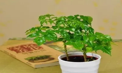 Planting and Caring for Lucky Trees (From Planting to Growth, Teaching You to Create Your Own Lucky Tree) 3