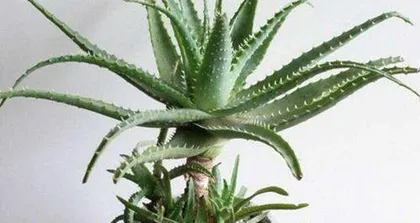 How to Choose Plants Suitable for Growth in Alluvial Soil (Exploring the Characteristics of Alluvial Soil and Its Impact on Plant Growth) 2