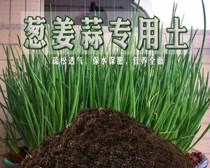 How to Choose Plants Suitable for Growth in Alluvial Soil (Exploring the Characteristics of Alluvial Soil and Its Impact on Plant Growth) 3