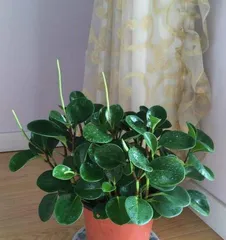 Care and Management of Outdoor Potted Flowers in Winter (How to Keep Potted Flowers Healthy and Strong During the Coldest Months?)