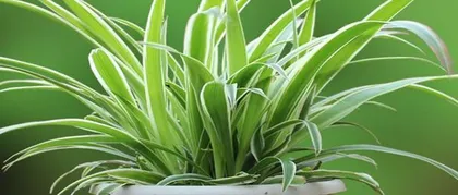 Care and Management of Outdoor Potted Flowers in Winter (Deep Winter, How to Keep Potted Flowers Healthy and Vigorous?) 2