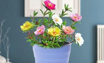 Care and Management of Outdoor Potted Flowers in Winter (Deep Winter, How to Keep Potted Flowers Healthy and Vigorous?) 3