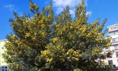 Species of yellow-flowering trees on the mountain and appreciation techniques (Unveiling the colorful world of yellow flowers on the mountain, making you an expert in admiring yellow flowers)