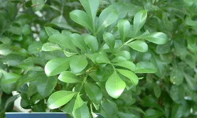 Michelia Care Guide (From Planting to Maintenance, Teach You to Create a Lush Garden)