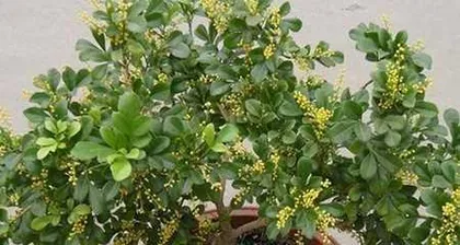 Aglaia odorata Care Guide (From Planting to Maintenance, Teaching You to Create a Lush Garden) 2