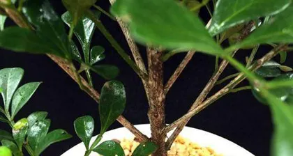 Aglaia odorata Care Guide (From Planting to Maintenance, Teaching You to Create a Lush Garden) 3