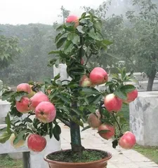 Potted Fruit Tree Planting Techniques (What size pot to use? How to choose a location? How to use fertilizer? How much to water?)