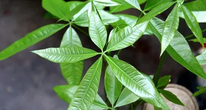 Does Hibiscus syriacus prefer sun or shade? (Exploring the growing conditions and care techniques of Hibiscus syriacus) 2