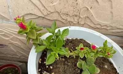 Care and Propagation of Liparis Spicata (Household Favorite Plant, Five Secrets to Enjoying Its Fragrance)