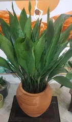 Does Hibiscus syriacus prefer sun or shade? (Exploring the growing conditions and care techniques of Hibiscus syriacus) 3