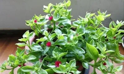 Peperomia prostrata Care and Propagation (Most Loved Home Plant, Five Secrets to Enjoying Fragrance) 2