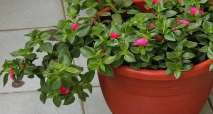 Peperomia prostrata Care and Propagation (Most Loved Home Plant, Five Secrets to Enjoying Fragrance) 3