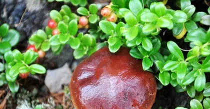 Detailed Care of Mountain Red Beans (Start Here to Grow Lush Mountain Red Beans)