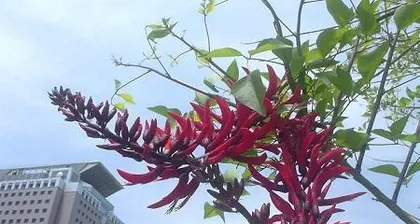 A Detailed Guide to Ormosia Care (Creating a Lush Ormosia, Start Here) 2