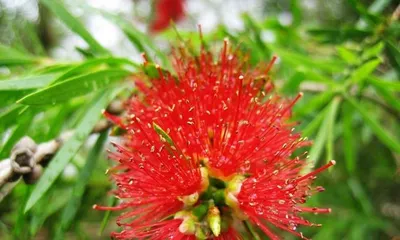 A Detailed Guide to Ormosia Care (Creating a Lush Ormosia, Start Here) 3