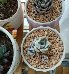 How to Care for Echeveria 'Lena' (Introduction and Care Tips for the Echeveria 'Lena' Succulent Plant)