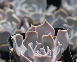 How to care for Echeveria lola succulent (Introduction and care tips for succulent plant Echeveria lola) 2