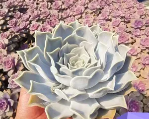 How to care for Echeveria lola succulent (Introduction and care tips for succulent plant Echeveria lola) 3