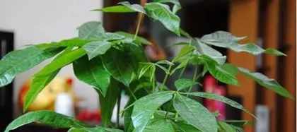 How to Water and Care for the Money Tree Scientifically (Precautions and Methods for Watering the Money Tree) 2