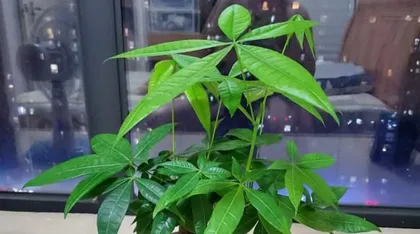 How to Water and Care for the Money Tree Scientifically (Precautions and Methods for Watering the Money Tree) 3