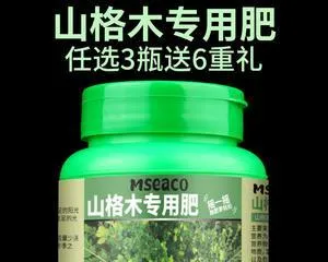 Care methods for Schefflera (Making your Schefflera more lush and healthy)