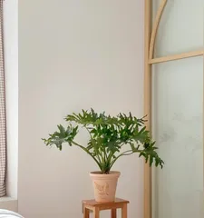 Care methods for Shan Ge Mu (to make your plant more lush and healthy) 2